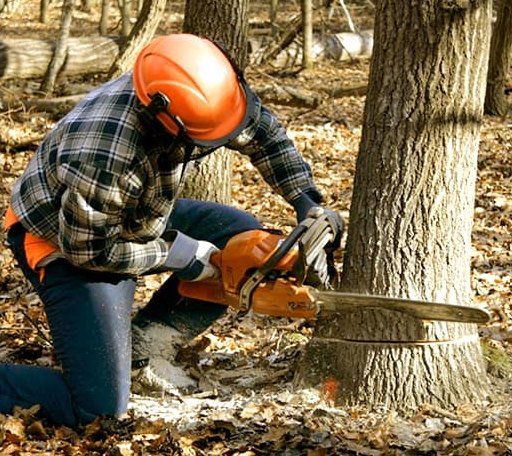 Tree Removal in Byron, MI